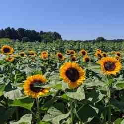 2024 Sunnies: Spectacular Sunflower Fields Around Rochester - Day Trips Around Rochester, NY