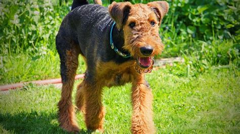 Airedale Terrier Training Guide | Our Deer