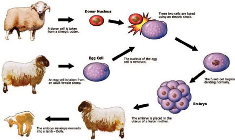 Dolly The Cloned Sheep Diagram