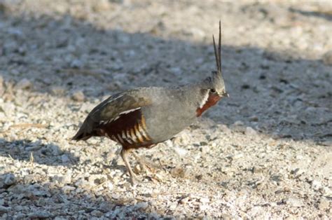 Get tips on birdwatching in the San Gabriel Mountains at Sierra Club program – Redlands Daily Facts