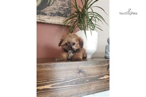 Teacup Shorkie: Shorkie puppy for sale near Madison, Wisconsin. | c771a80a-2f81