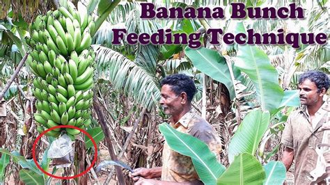 Banana Bunch Feeding Technique in banana farming | Banana tree fertilization - YouTube