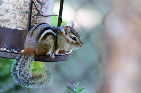 Things You Should Consider Before Choosing Chipmunks as Pets - Pet Ponder