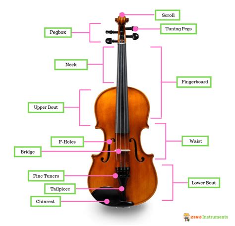 Parts of a Violin - A Simple Guide to What Each Piece Does - Zing ...