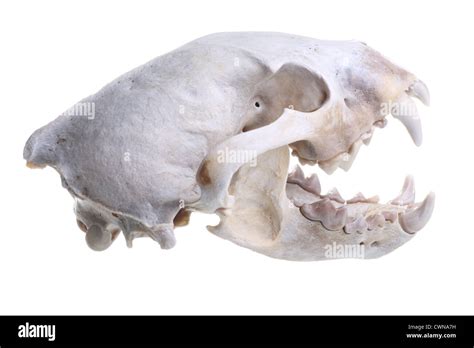 A wolverine (Gulo gulo) skull isolated on white Stock Photo - Alamy