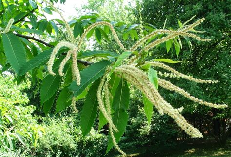 Pollinators: Pollinators of the American Chestnut