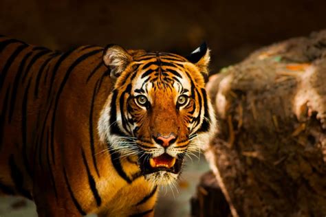 Are Tigers Endangered? What Does Endangered Even Mean? -Earth.com