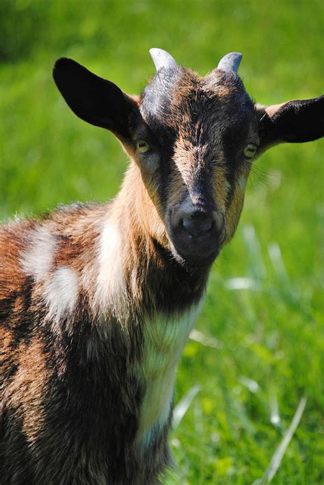 Baby Brown Goat I Photograph by Karen Lambert | Fine Art America