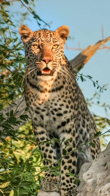 Premium Photo | Arabian leopard 16