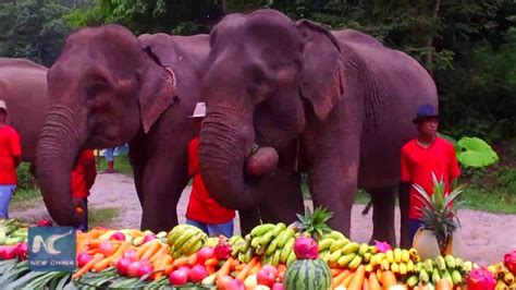 Elephants enjoy fruit buffet in SW China - YouTube