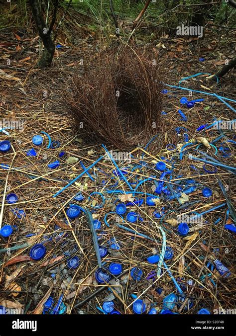 Bower and decorations constructed by a Satin Bowerbird (Ptilonorhynchus violaceus) as a ...