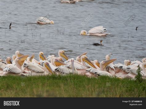 Great White Pelican Image & Photo (Free Trial) | Bigstock