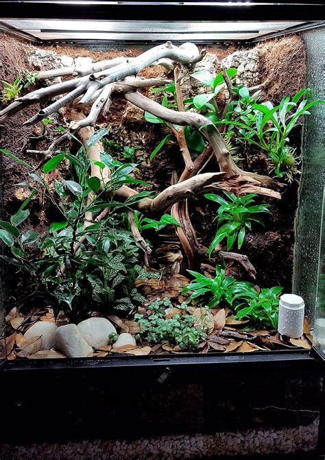 Crested Gecko Vivarium - Dendroboard | Gecko vivarium, Crested gecko ...