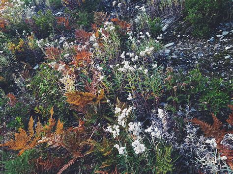 "Detail Of Wildflowers, Grasses And Plants In Alpine Meadow In Autumn ...