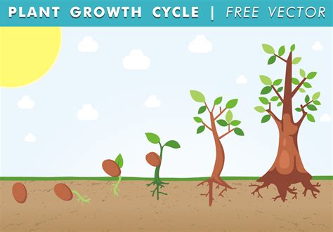 Plant Growth Stages Infographics Royalty Free Vector Image - Ponasa