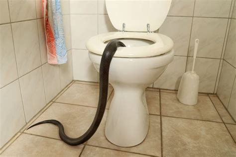 snakes found in toilets