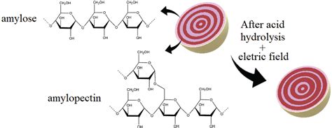 SciELO - Brasil - Acid Hydrolysis of Regular Corn Starch under External Electric Field Acid ...