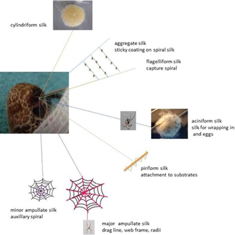 Spinneret and silk types (orientated on Vollrath 2000) | Download ...