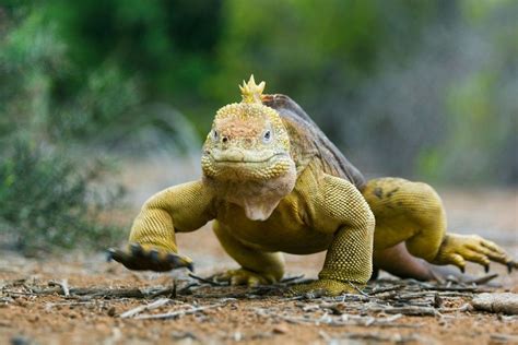 What Makes Tetrapods Different From Other Animals?