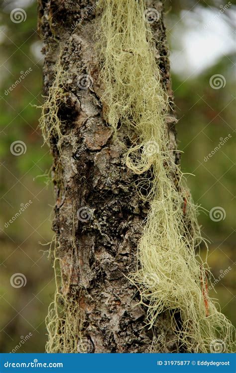 Lichen Royalty Free Stock Photography - Image: 31975877