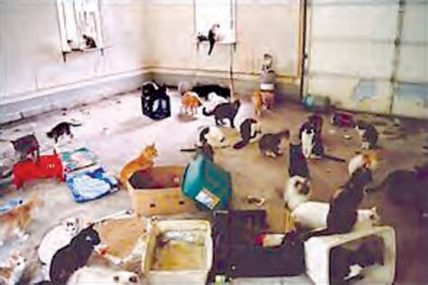 An Inside Look at Animal Hoarding | Animal Welfare | PAWS Chicago