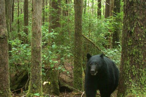 Wildlife camera images - Pacific Rim National Park Reserve