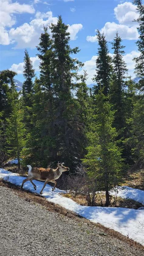 Wildlife photography in summer in Alaska Denali national park nature ...