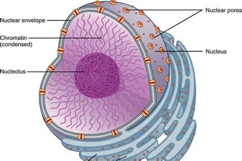 Fungsi Nukleus Pada Sel Hewan - Homecare24