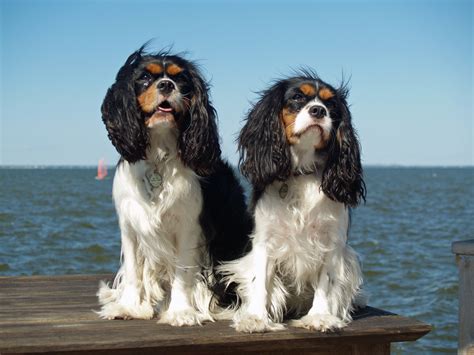 File:Cavalier King Charles Spaniels (2821585840).jpg