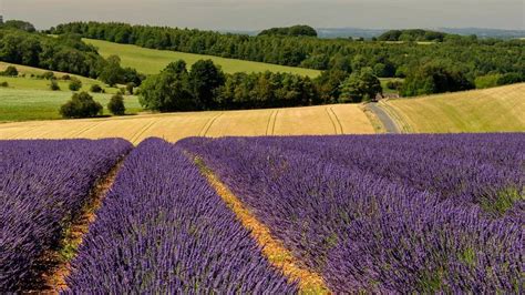 These Lavender Fields Are Just Over An Hour From Birmingham