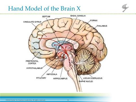 Hand Model of the Brain