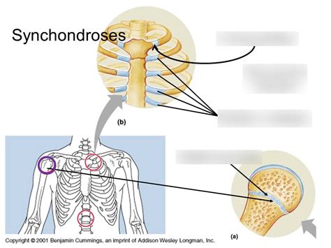 Synchondroses Diagram | Quizlet