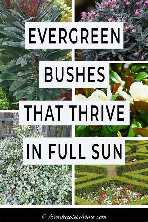 Evergreen Shrubs For Full Sun (The Best Bushes For Year Round Interest ...