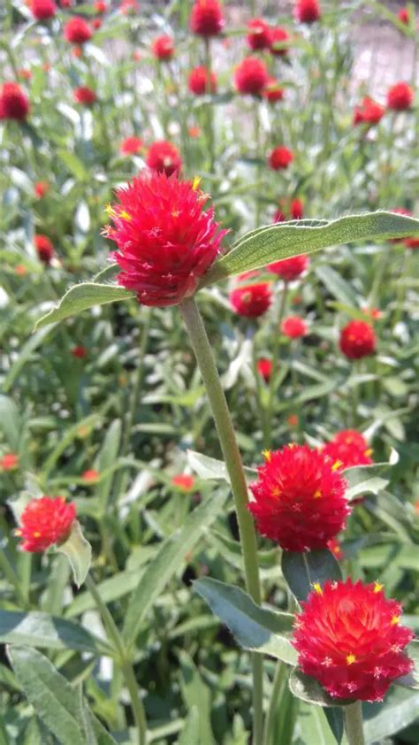 Gomphrena – A to Z Flowers