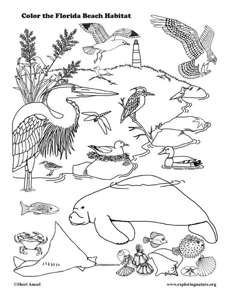 Florida Coastal Animals Coloring Page