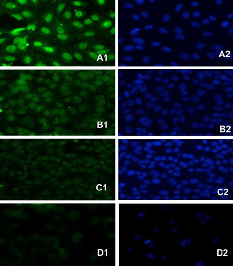 A1, FITC-labelled antibody (green staining) used to visualize pRb ...