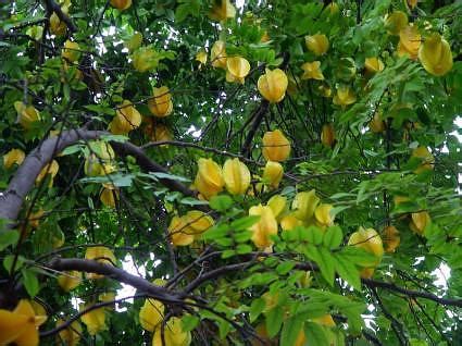 Star fruit tree