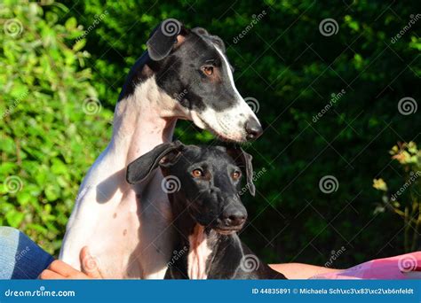 Sighthound puppies stock image. Image of black, siblings - 44835891