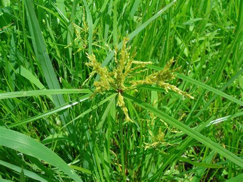 Cyperus iria - Alchetron, The Free Social Encyclopedia