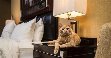 10 "Purrfectly" Cat-Friendly Hotels and Vacation Rentals - BringFido