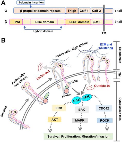 Integrin structure and integrin signalosome. a Schematic domain... | Download Scientific Diagram