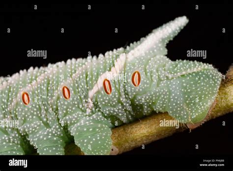 Spiracles caterpillar hi-res stock photography and images - Alamy