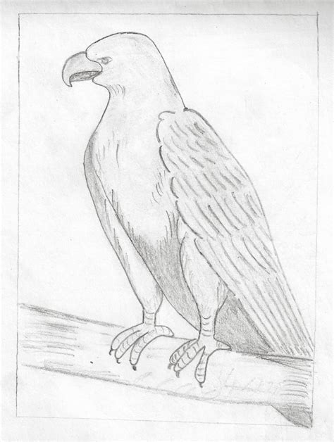 Pencil drawing of Hawk | My Pencil Drawing Art