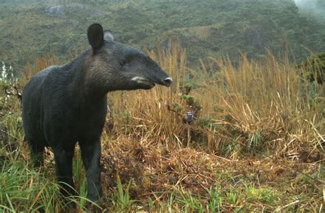 MOUNTAIN TAPIR - Spectacled Bear Conservation Society