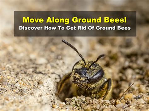 Move Along Ground Bees! Discover How To Get Rid Of Ground Bees - Easy-Beesy.com