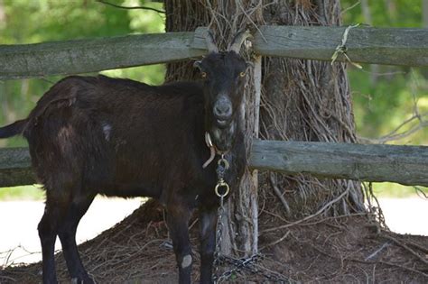 9 Tips for Breeding Goats | Breeding goats, Goats, Raising farm animals