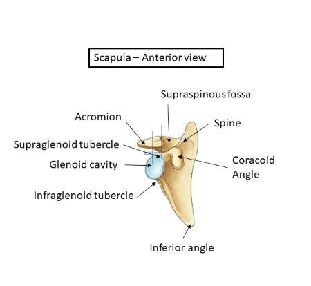 Lable the parts of the following image. *Glenoid activity *Infraglenoid tubercle *Inferior angle ...