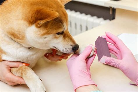 Shiba Inu Nail Trimming - A Complete Guide - My First Shiba Inu