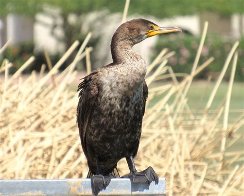 Double Crested Cormorant Juvenile