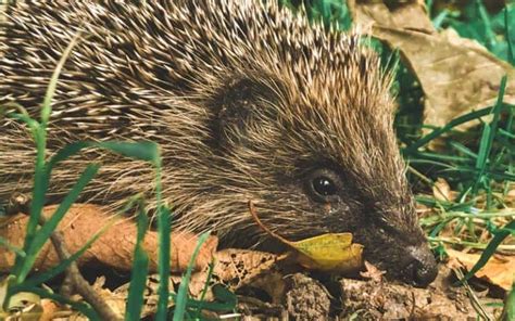 What Do Hedgehogs Eat & What Should They AVOID In Their Diet?